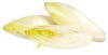 Extra Flandria chicory